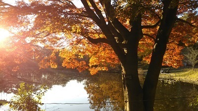 2019 大宮公園　秋２.JPG