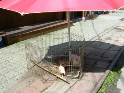 水仁線3.jpg